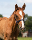 Foal halter dark blue