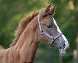 Foal Halter Collection Python