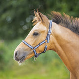 Veulenhalster Misty Blue