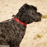 Hondenhalsband Sunset Red