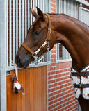 Paardenspeelgoed Stable Buddy