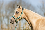 Halster met touw Feldspar