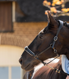 Leren halster Lou Zwart