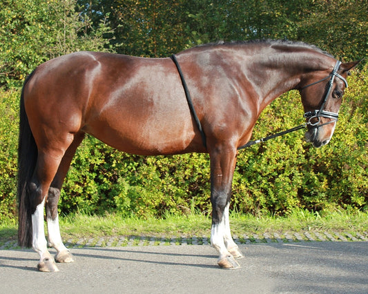 Lunging aid rope Black