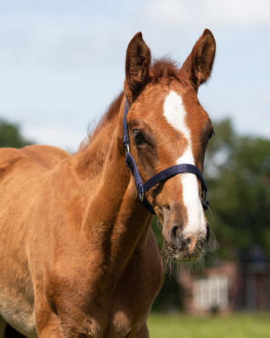 Veulenhalster Baby Blauw