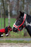 Cuddle Pony Starterset Rood