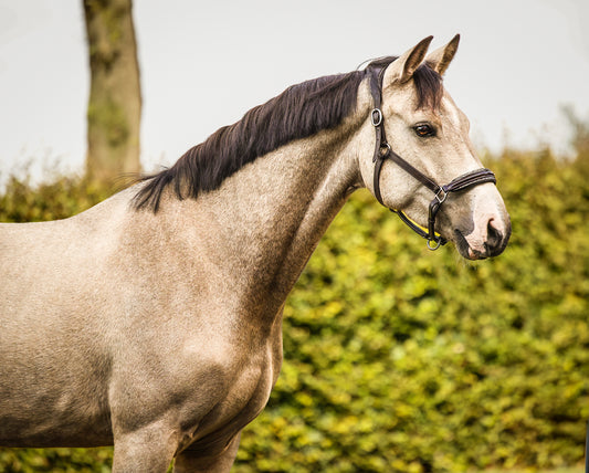 Leren halster Lou Bruin