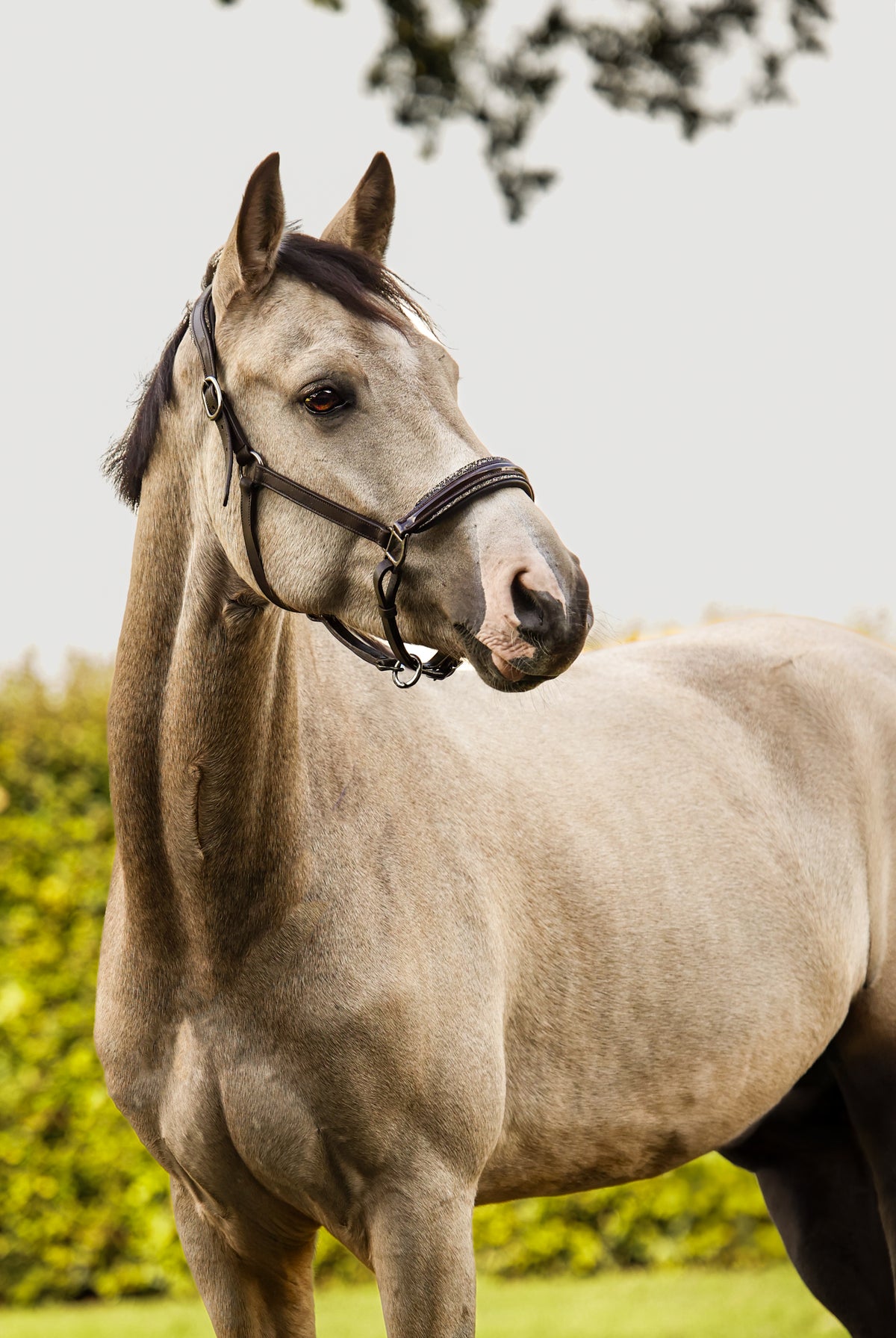 Leren halster Lou Bruin