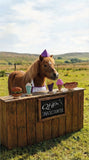 Paardenspeelgoed Snackcounter Friet