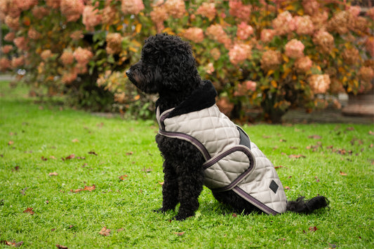 Honden Regendeken Moon Rock