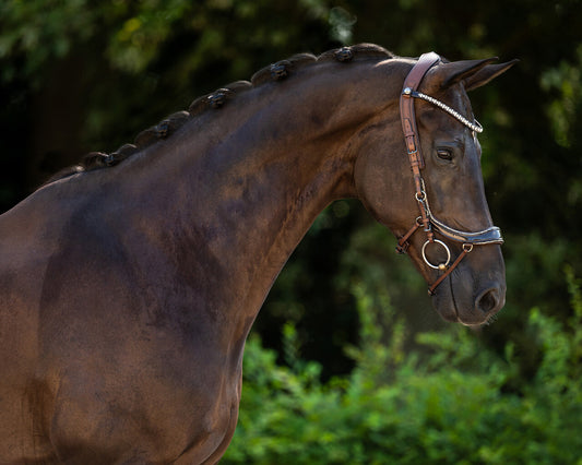 PresTeq bridle FaySport glitter Brown