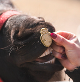Paarden biscuits