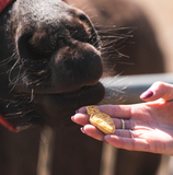 Paarden biscuits