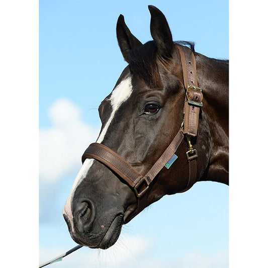 Halster Bucas Bruin