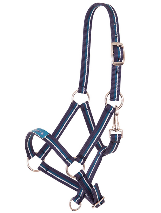 Foal Halter Fun