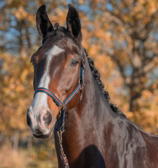 Halsterset Equestrian Pro Deep Teal